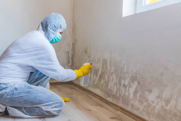 Licensed Crawl Space Mold Removal service in Rawlings, VA - WQB Mold Removal