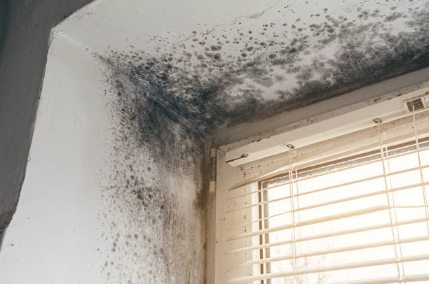 Affordable Crawl Space Mold Removal solutions in Rawlings, VA